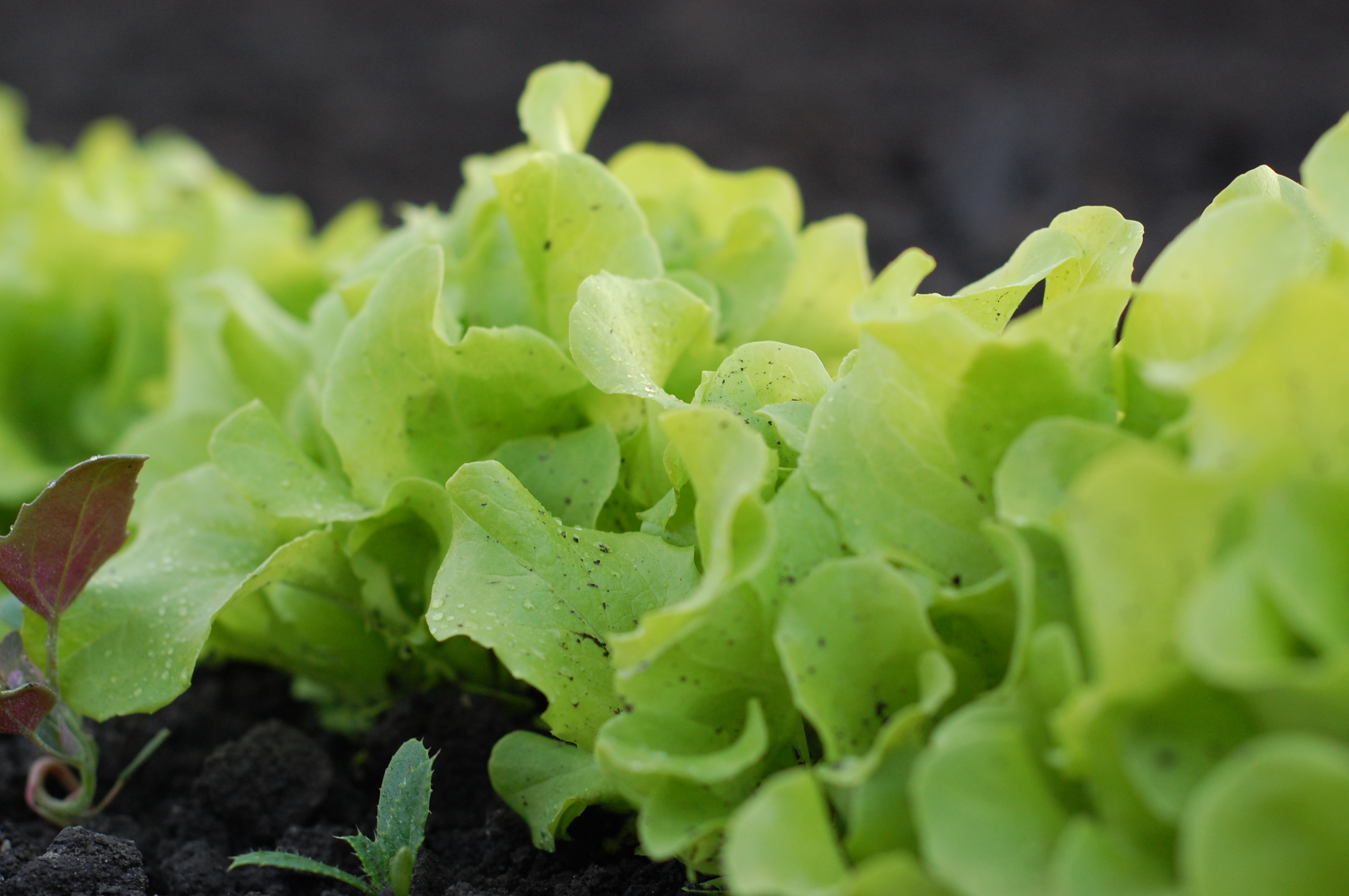 lettuce in compost dirt